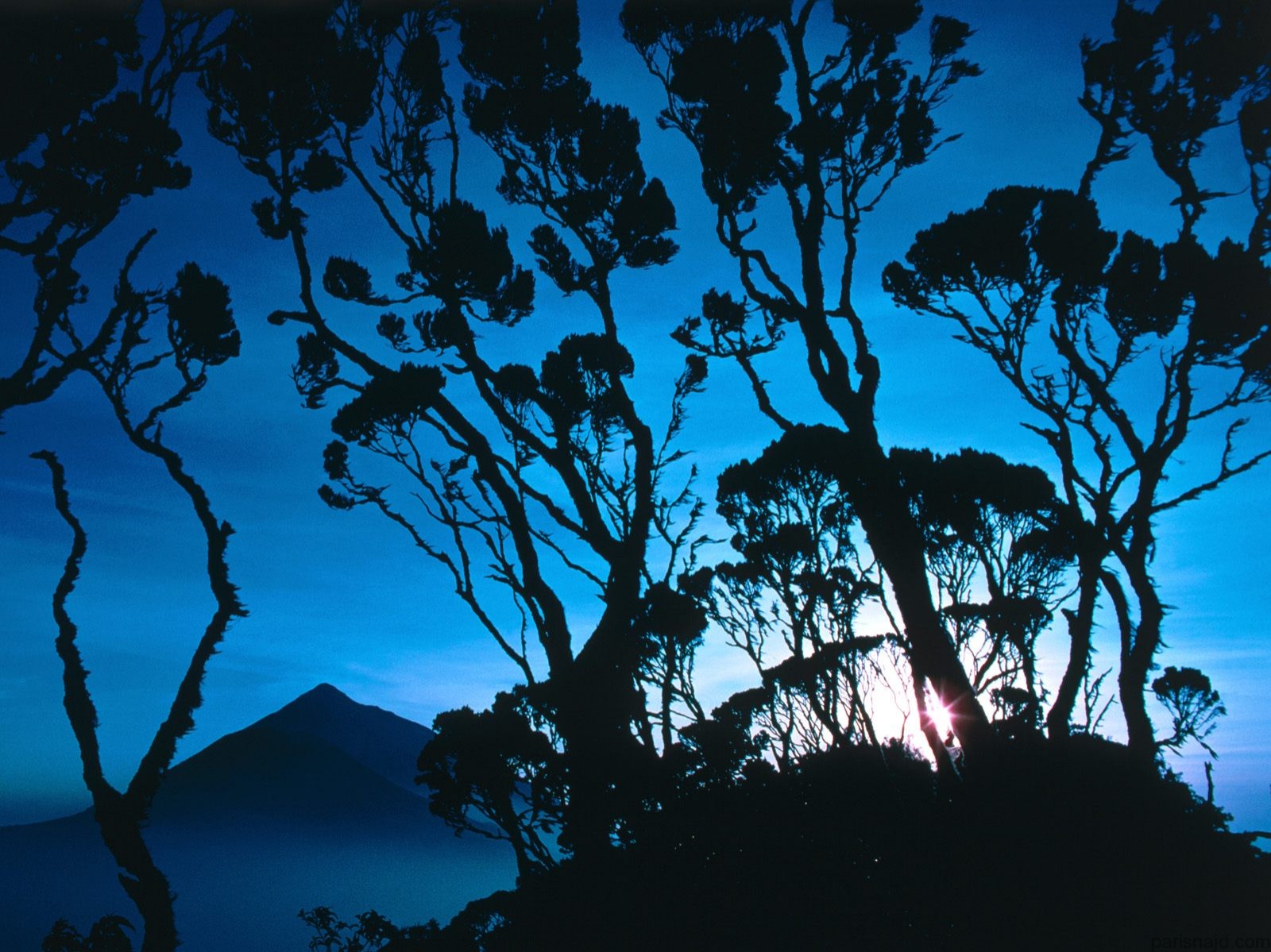 مجموعة خلفيات:شروق الشمس Giant Heather at Sunrise, Mount Sabinyo, Rwanda,